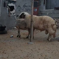 قوچ سنجابی سه خلت ضمانتی