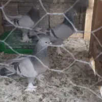 کبوتر کاغذی|پرنده|چادگان, |دیوار