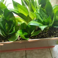 گل آپارتمانی قیمت مناسب