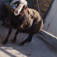 بره نر چاق گوشتی جهت قربانی و نذری وعقیقه ومصرف