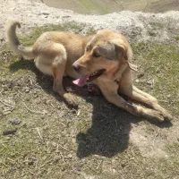 پژدر واگذاری