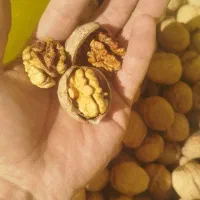 گردو پوست نازک کیلویی 800