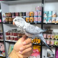 طوطی راهب ماده خاکستری دستی سخنگو فروش یا معاوضه