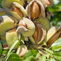 نهال تضمینی و با کیفیت|خدمات باغبانی و درختکاری|سنندج, |دیوار