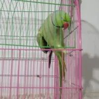 طوطی ملنگو سخنگو