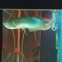 آروانا سیلور رد لاین|ماهی|رباطکریم, شهرک والفجر|دیوار