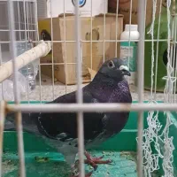 کبوتر پلاکی