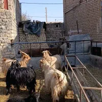 6راس بز و چپش بز|حیوانات مزرعه|جعفرآباد, |دیوار