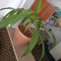 گل زرتی بفروش میرسد