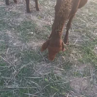 گوسفند بره دار