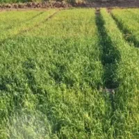 زمین قواره بندی شده جهت ساخت باغچه و گاوداری