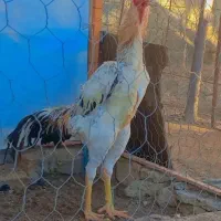 جوجه خروس لاری دانگ‌بالا و تعدادی تخم لاری کرمانشا