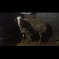 شیشک قوچ درجه یک .گوسفند.میش .بره