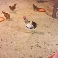 مرغ و خروس گلپایگان