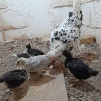 جوجه گلین اصل زیر مرغی ۵تا|حیوانات مزرعه|مشهد, کوشش|دیوار