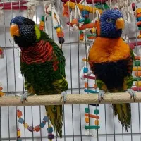 طوطی سنگال جوجه گرینچیک راهب خورشیدی
