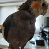 گمشده عروس هلندی