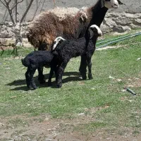 سمینتال جوان اصیل شال برها دو قلو نر ماده پرشیر