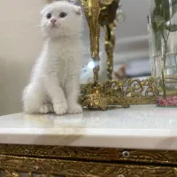 گربه اسکاتیش و بریتیش