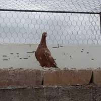 کبوتر کارل میولنز