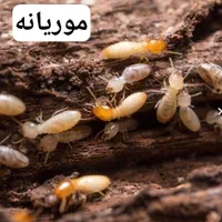 سمپاشی*موریانه سوسک ساس موش*سم پاشی ریشه کنی|خدمات نظافت|اهواز, کوی علوی|دیوار