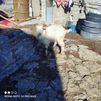 بز سانن|حیوانات مزرعه|مشگین شهر, |دیوار