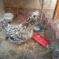 گلین درجه یک تازه به تخم اومده