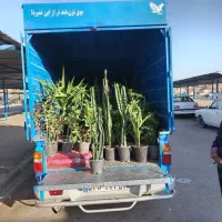 حراج انواع گلهای آپارتمانی وبیرونی|گل و گیاه طبیعی|بیرجند, |دیوار