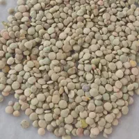 عدس تازه برای امسال