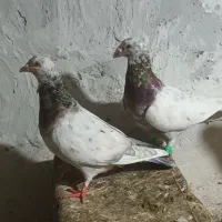 سار جفتی