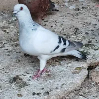 ۴ عدد کفتر شامی