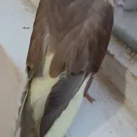 عروس هلندی گمشده