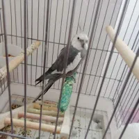 عروس‌هلندی
