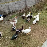 اردک غاز محلی بوقلمون|حیوانات مزرعه|اسالم, |دیوار