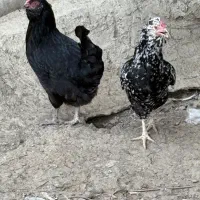 ۲ عدد مرغ گلین فول ریش و کاکل اصیل