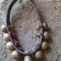 قرچه سگ|لوازم جانبی حیوانات|گلپایگان, |دیوار
