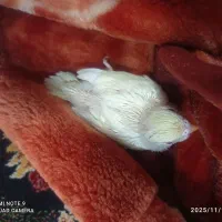 جوجه سرلاکی لوتینو