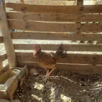 مرغ و خروس و جوجه اصل|حیوانات مزرعه|سراوان, |دیوار