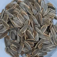 تخمه ی اجیلی دور سفید