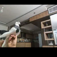 کبوترطوقی|پرنده|اصفهان, شیخ اشراق|دیوار