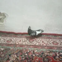 کبوتر