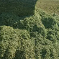 یونجه درجه یک