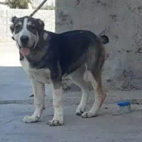 سگ ماده الابای روسی 4 ماهه نگهبان ژرمن سرابی گله