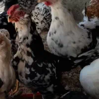 تخم مرغ نطفه دار گلین+خروس|حیوانات مزرعه|سیرجان, |دیوار