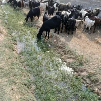 گم شدن یع عدد بز تیشتر