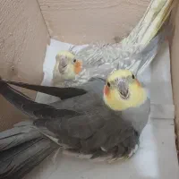 عروس هلندی جفت