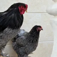 مرغ و خروس جوجه برهما لایت  بلو|حیوانات مزرعه|تهران, حافظیه|دیوار