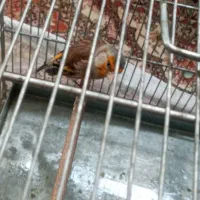 سره قناری قرص بخون دهندار