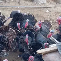 بوقلمون|حیوانات مزرعه|سقز, |دیوار