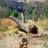 خریدار چوب|خدمات باغبانی و درختکاری|اهر, |دیوار